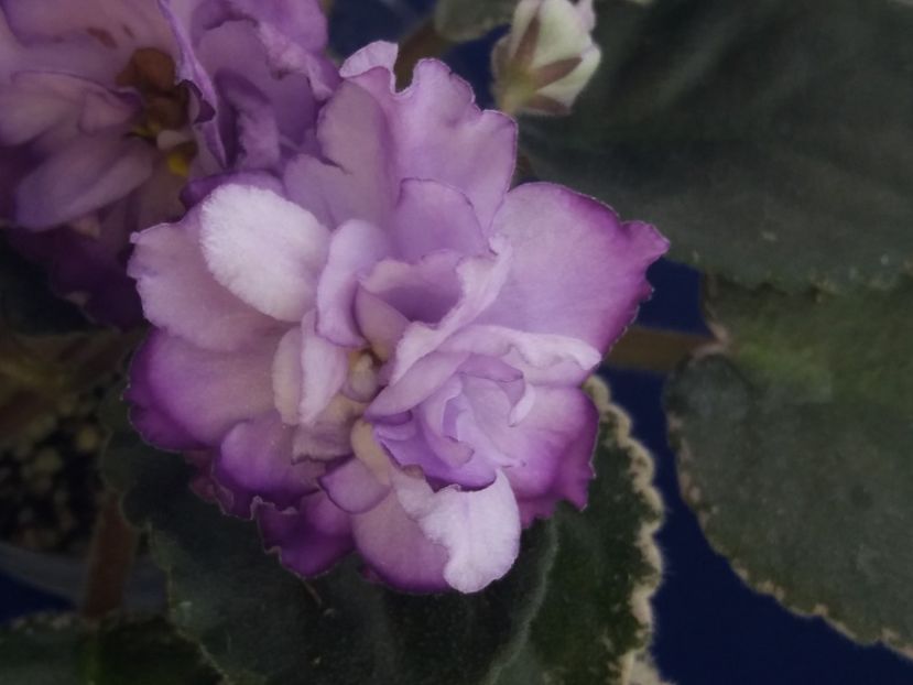 5 dec - ZZ Buckeye Blushing