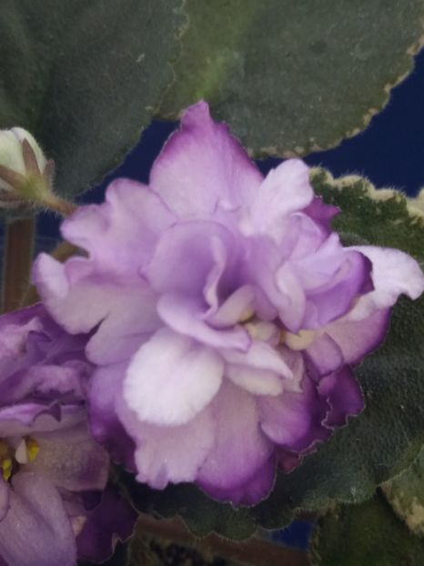 5 dec - ZZ Buckeye Blushing