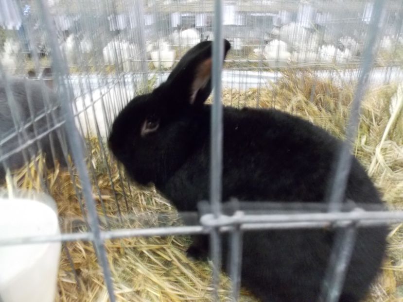  - EXPO-2017 NATIONALA BAICOI