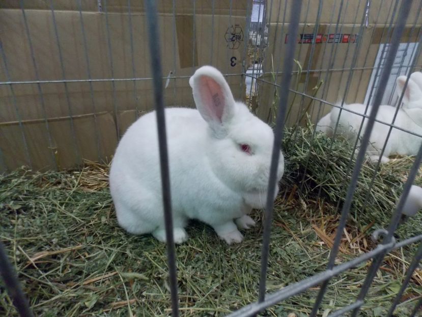  - EXPO-2017 NATIONALA BAICOI