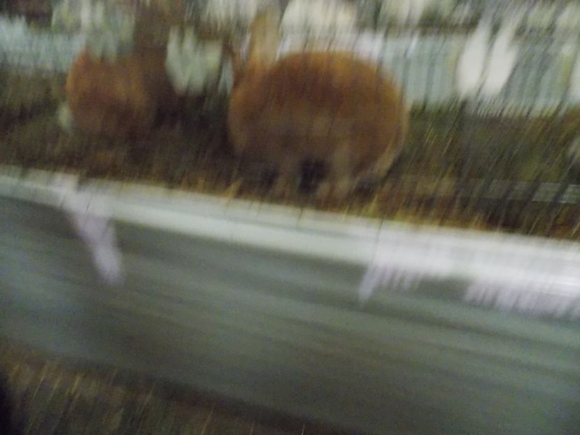  - EXPO-2017 NATIONALA BAICOI