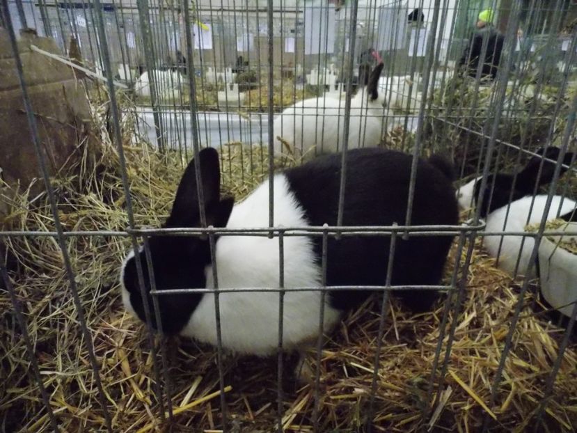  - EXPO-2017 NATIONALA BAICOI