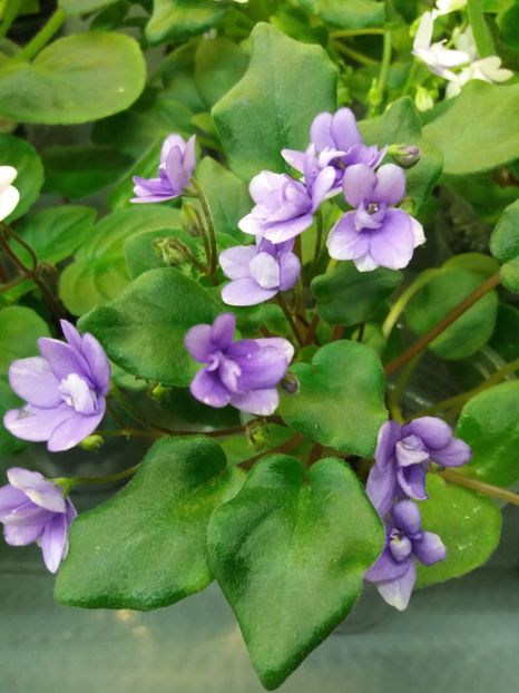 4 dec - Rob s Humpty Doo Sport