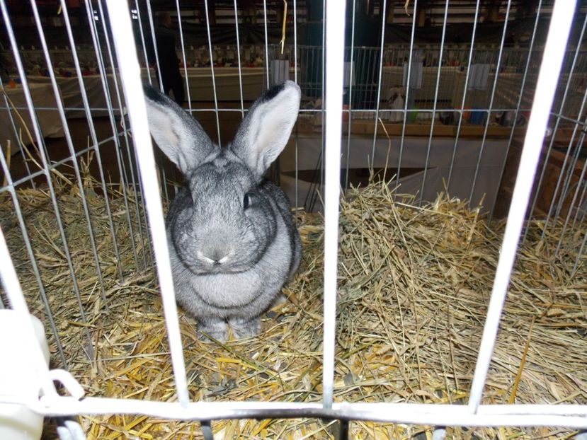  - EXPO-2017 NATIONALA BAICOI