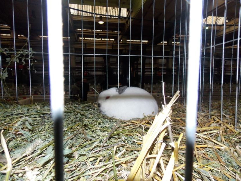  - EXPO-2017 NATIONALA BAICOI