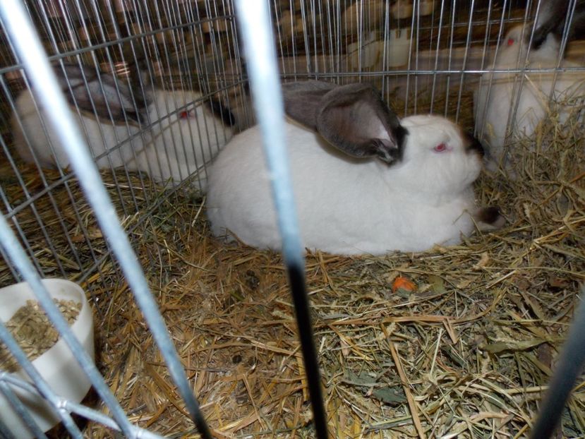  - EXPO-2017 NATIONALA BAICOI