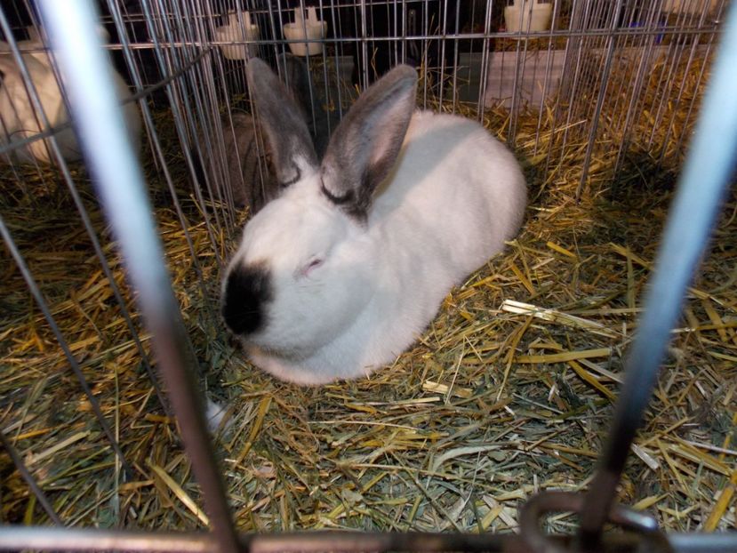  - EXPO-2017 NATIONALA BAICOI