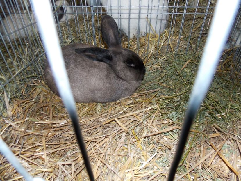  - EXPO-2017 NATIONALA BAICOI