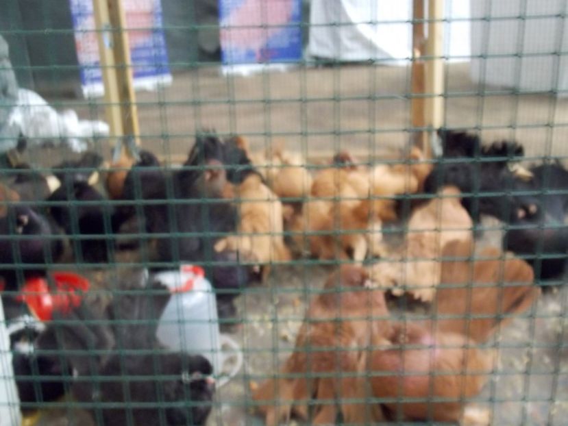  - EXPO-2017 NATIONALA BAICOI