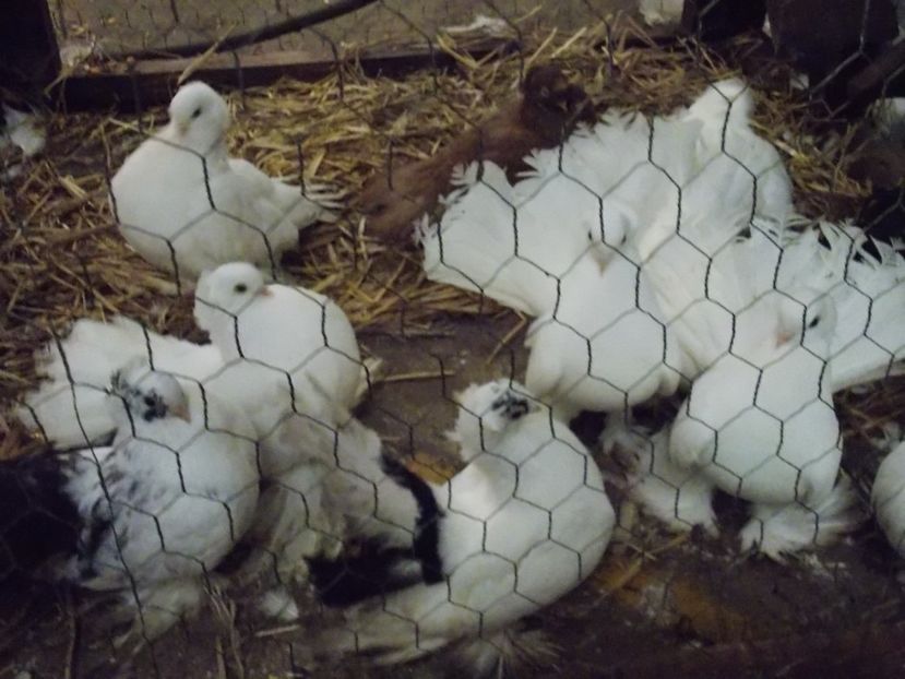  - EXPO-2017 NATIONALA BAICOI