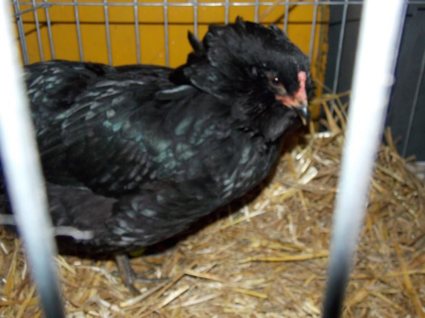  - EXPO-2017 NATIONALA BAICOI