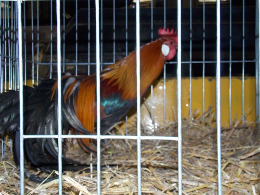  - EXPO-2017 NATIONALA BAICOI