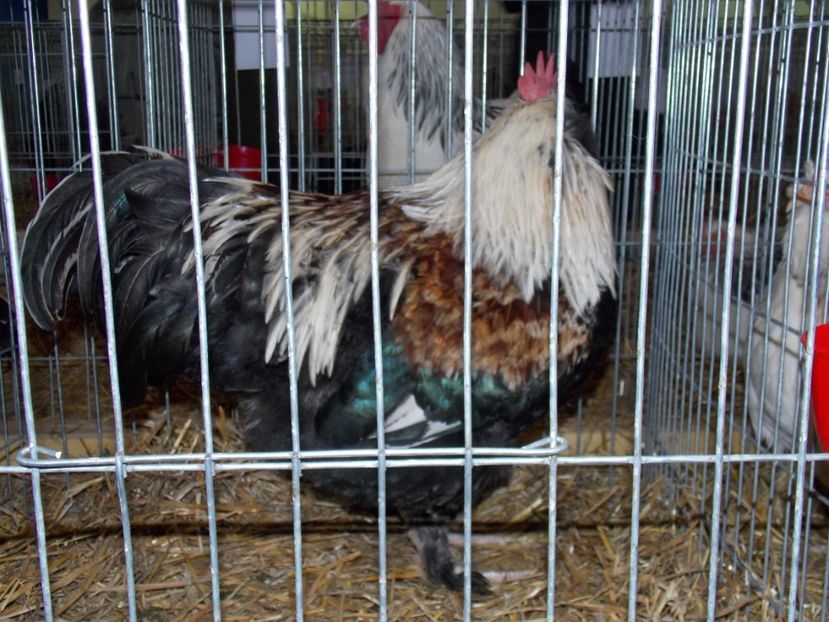  - EXPO-2017 NATIONALA BAICOI