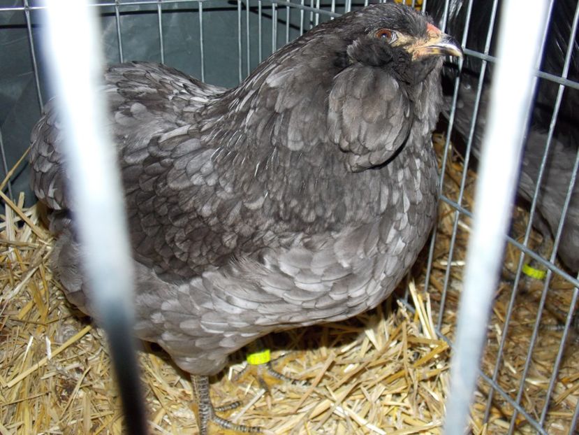  - EXPO-2017 NATIONALA BAICOI