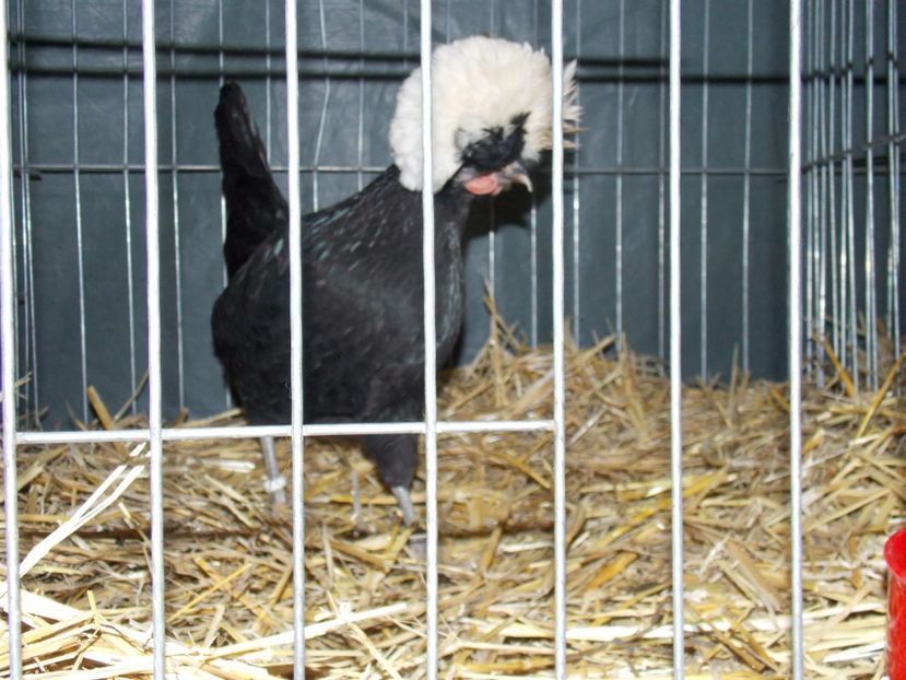  - EXPO-2017 NATIONALA BAICOI