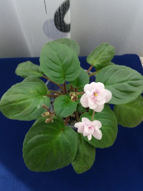 7 dec - Rob s Vanilla trail