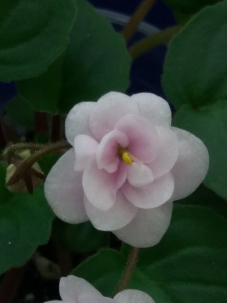 7 dec - Rob s Vanilla trail