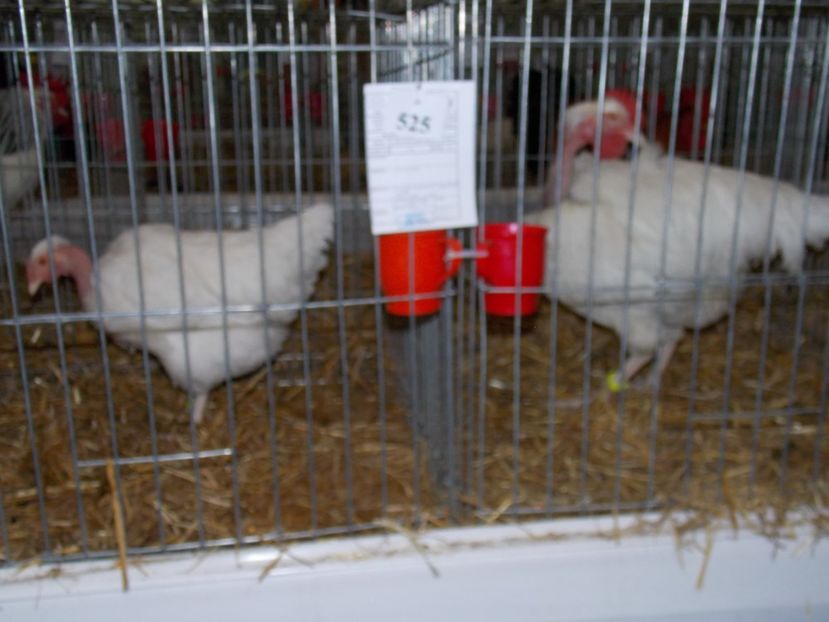  - EXPO-2017 NATIONALA BAICOI