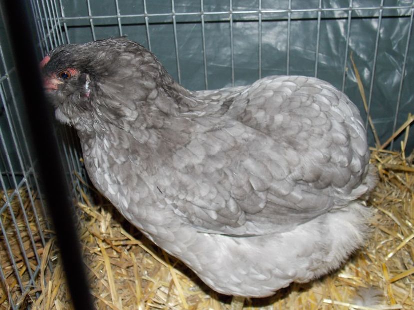  - EXPO-2017 NATIONALA BAICOI