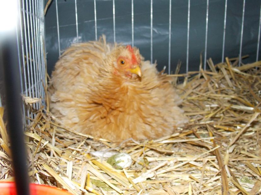  - EXPO-2017 NATIONALA BAICOI