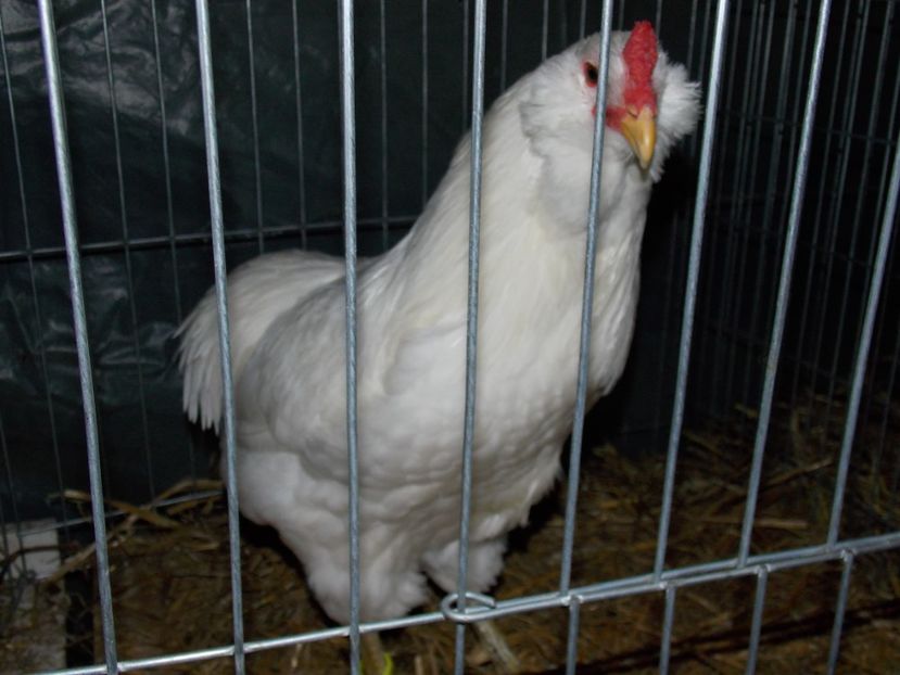  - EXPO-2017 NATIONALA BAICOI