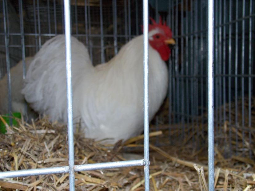  - EXPO-2017 NATIONALA BAICOI