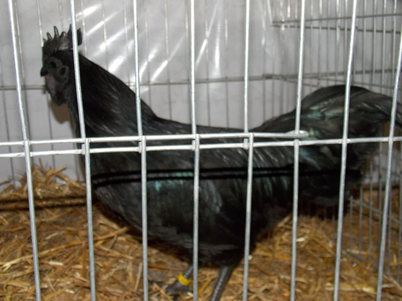  - EXPO-2017 NATIONALA BAICOI