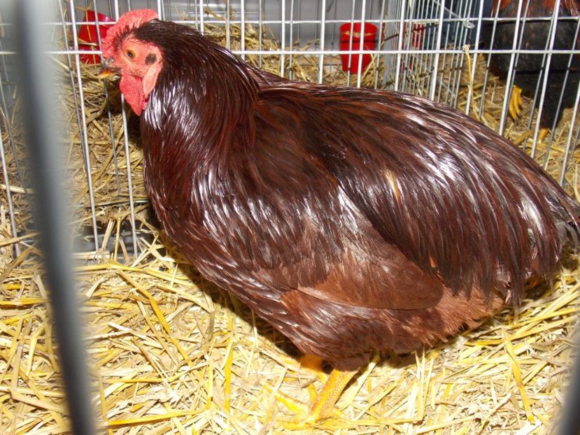  - EXPO-2017 NATIONALA BAICOI