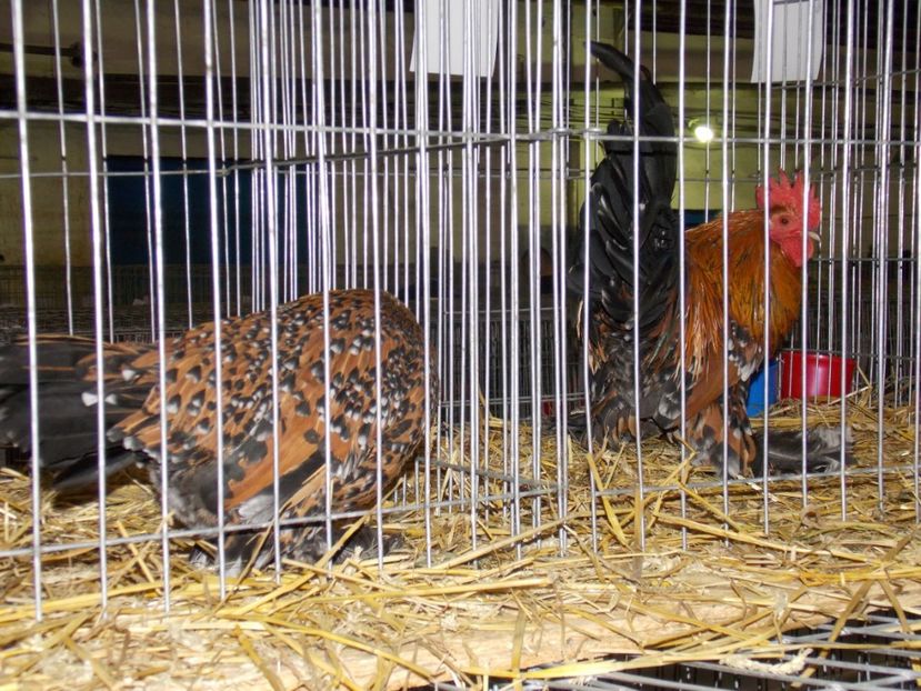  - EXPO-2017 NATIONALA BAICOI