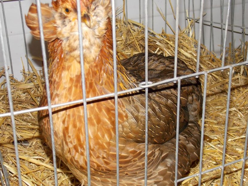  - EXPO-2017 NATIONALA BAICOI