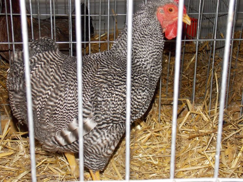  - EXPO-2017 NATIONALA BAICOI