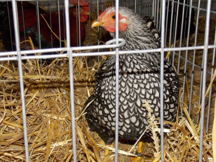  - EXPO-2017 NATIONALA BAICOI