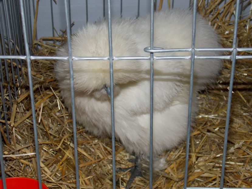  - EXPO-2017 NATIONALA BAICOI