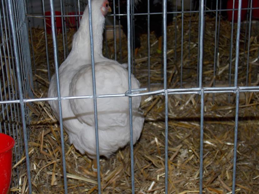  - EXPO-2017 NATIONALA BAICOI