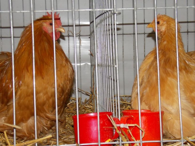  - EXPO-2017 NATIONALA BAICOI