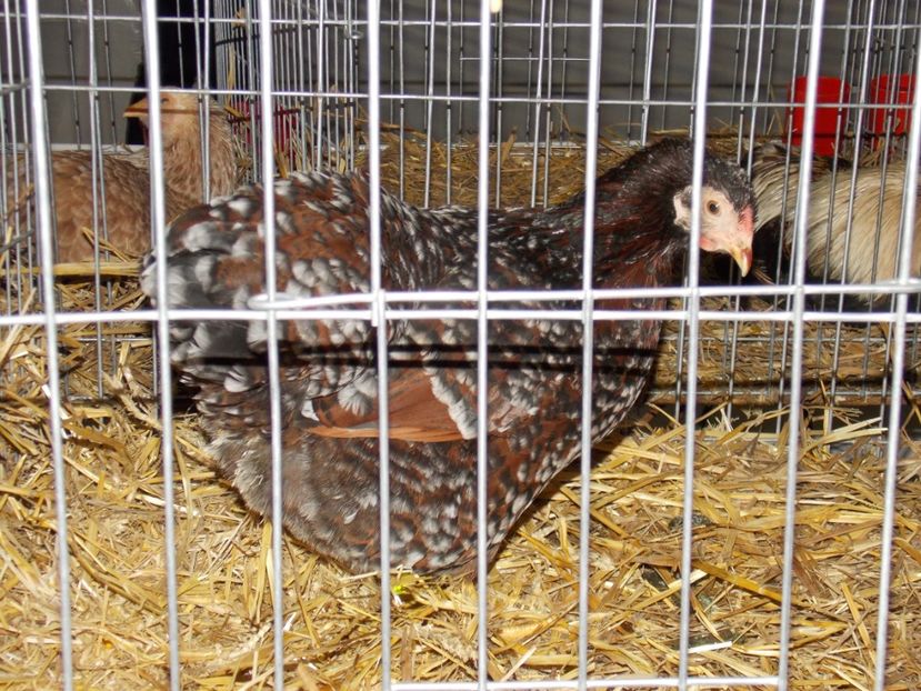  - EXPO-2017 NATIONALA BAICOI