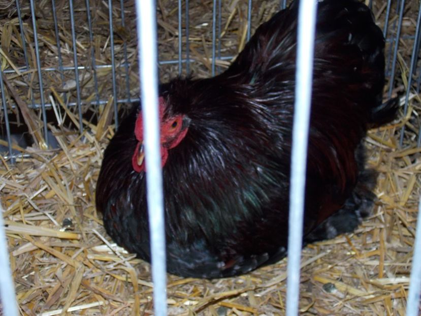  - EXPO-2017 NATIONALA BAICOI