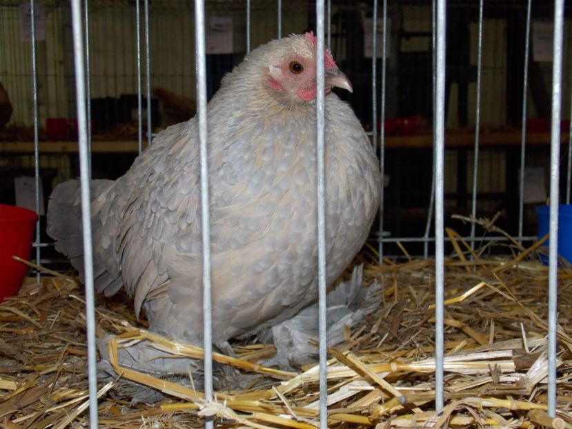  - EXPO-2017 NATIONALA BAICOI