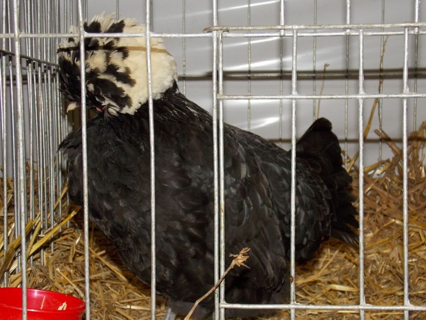  - EXPO-2017 NATIONALA BAICOI