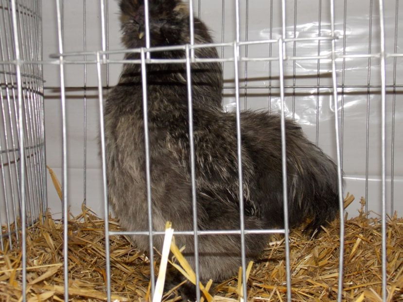  - EXPO-2017 NATIONALA BAICOI