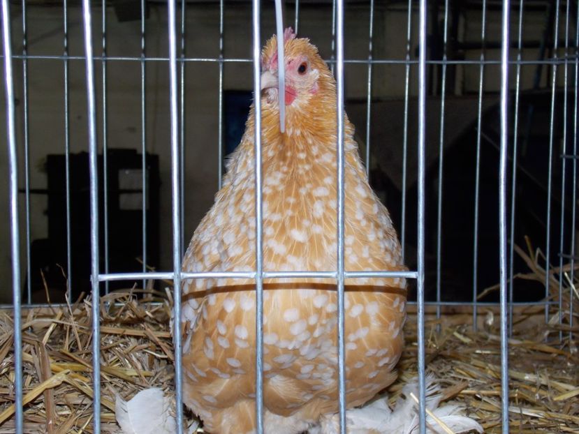  - EXPO-2017 NATIONALA BAICOI