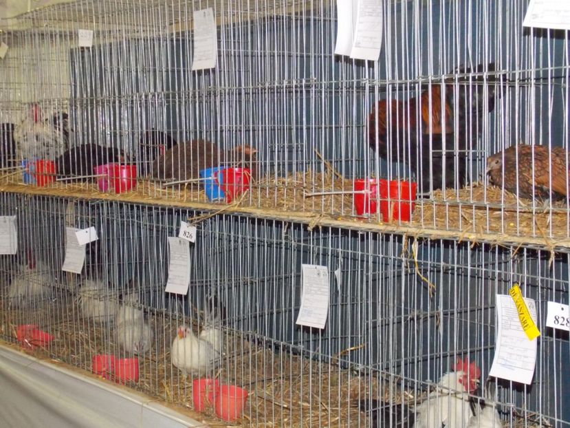  - EXPO-2017 NATIONALA BAICOI