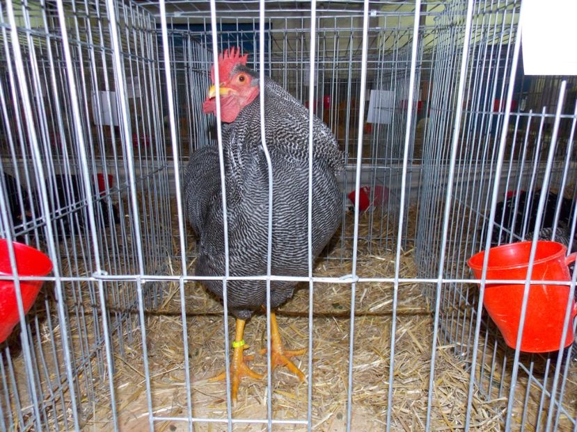  - EXPO-2017 NATIONALA BAICOI