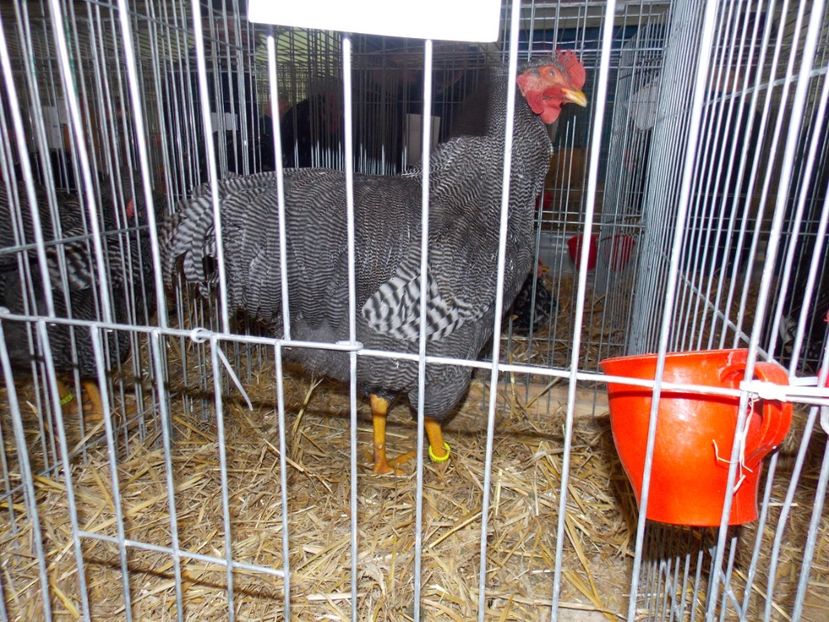  - EXPO-2017 NATIONALA BAICOI