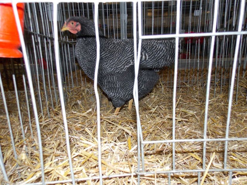  - EXPO-2017 NATIONALA BAICOI