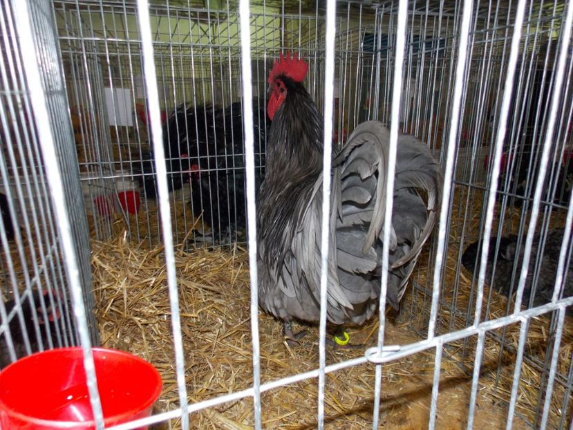  - EXPO-2017 NATIONALA BAICOI