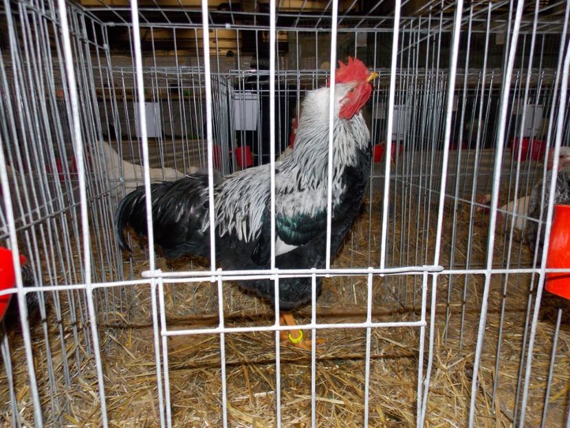  - EXPO-2017 NATIONALA BAICOI