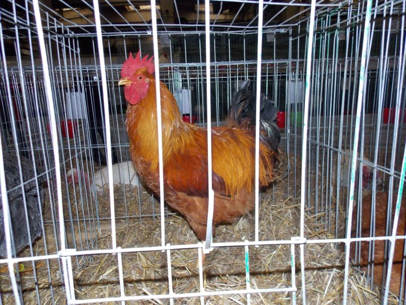  - EXPO-2017 NATIONALA BAICOI