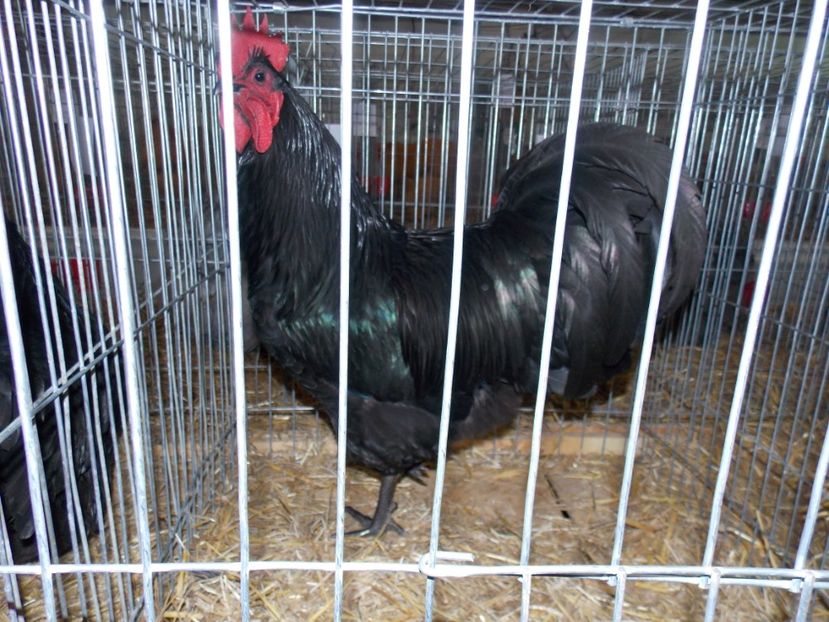  - EXPO-2017 NATIONALA BAICOI