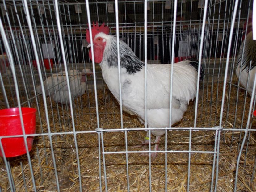  - EXPO-2017 NATIONALA BAICOI